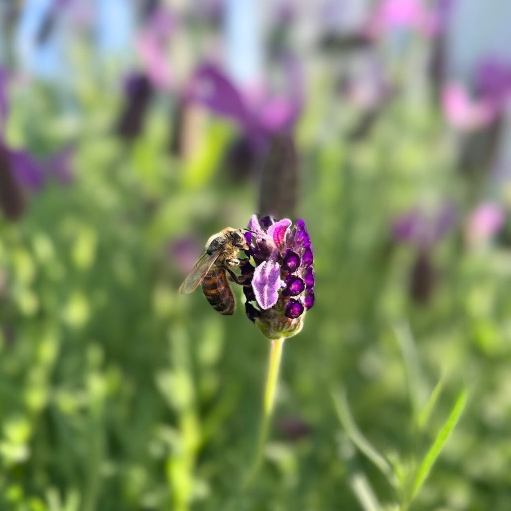 Image of a honeybee on spring flowers